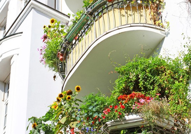 Balkonpflanzen und Pflanzkästen in Wuppertal, Remscheid und Umgebung